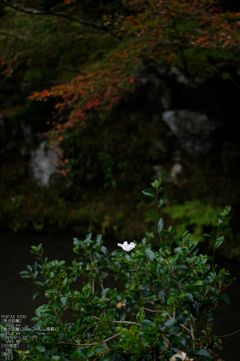 常照皇寺_紅葉_2011_7.jpg