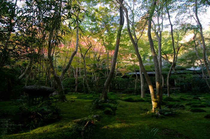 祇王寺_紅葉_2011_6.jpg