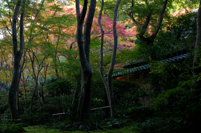 祇王寺_紅葉_2011_7.jpg