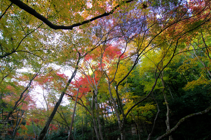 祇王寺_紅葉_2011_8.jpg