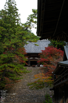 神護寺_紅葉_2011_10.jpg