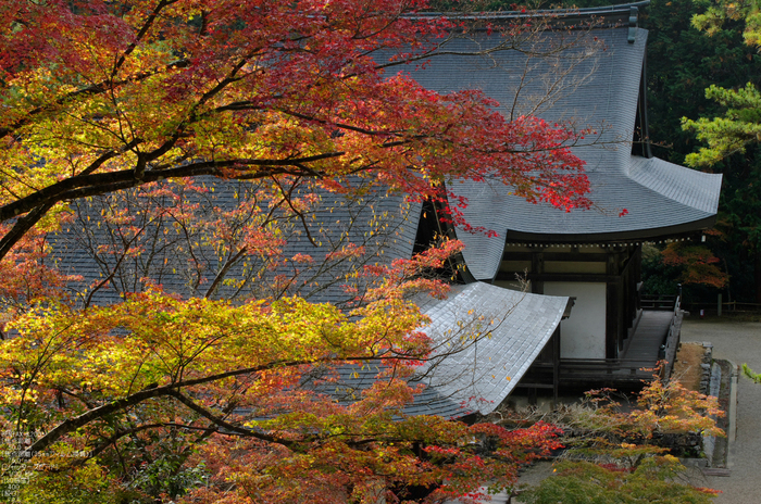 神護寺_紅葉_2011_12.jpg