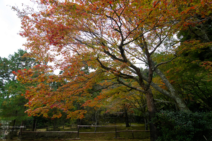 神護寺_紅葉_2011_18.jpg