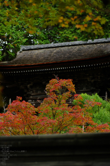 神護寺_紅葉_2011_4.jpg