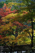 神護寺_紅葉_2011_5.jpg