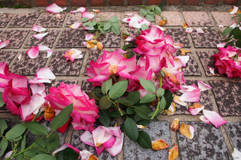 霊山寺_2011秋季特別公開_秋薔薇_13.jpg