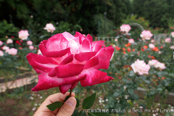 霊山寺_2011秋季特別公開_秋薔薇_14.jpg