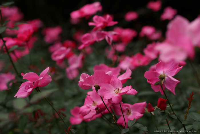 霊山寺_2011秋季特別公開_秋薔薇_17.jpg