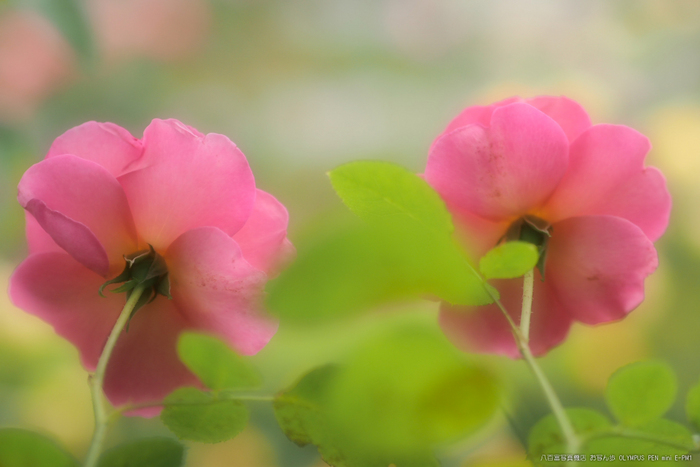 霊山寺_2011秋季特別公開_秋薔薇_19.jpg