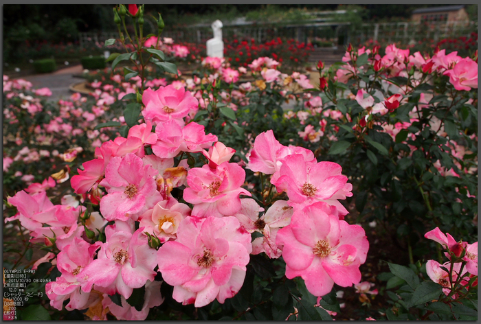 霊山寺_2011秋季特別公開_秋薔薇_top.jpg