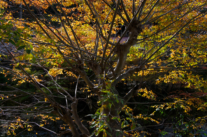 魚止滝・紅葉_2011_12.jpg