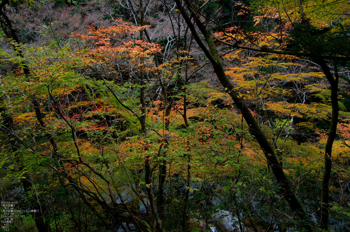 魚止滝・紅葉_2011_2.jpg