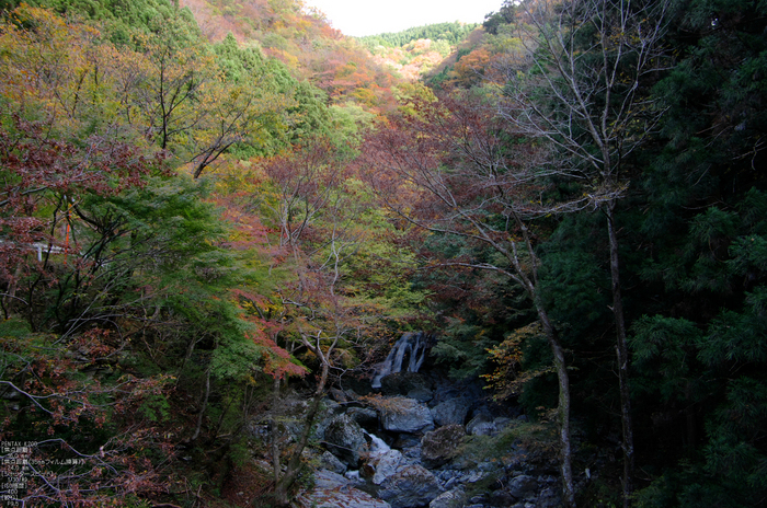 魚止滝・紅葉_2011_4.jpg