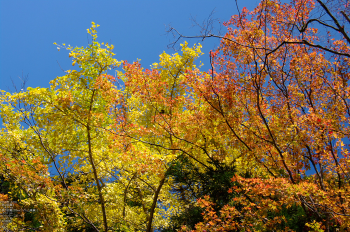 丹生川上神社・紅葉_2011_1.jpg