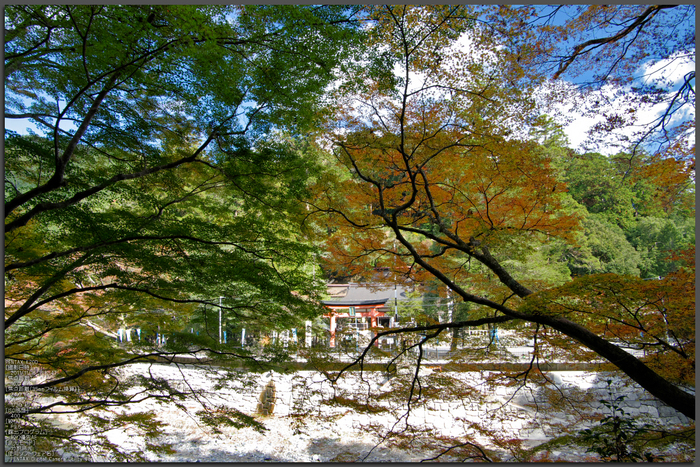 丹生川上神社・紅葉_2011_top.jpg