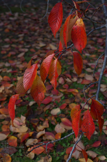 京都御所・紅葉_1.jpg