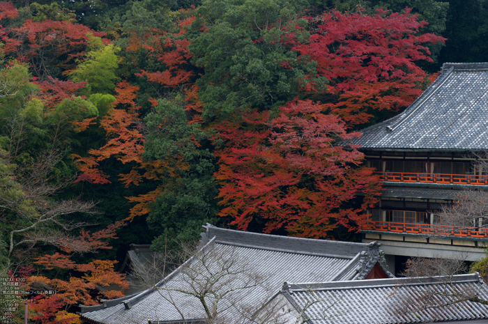 信貴山朝護孫子寺紅葉_2011_12.jpg