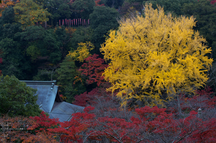 信貴山朝護孫子寺紅葉_2011_13.jpg