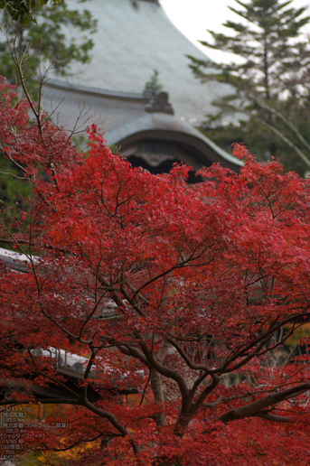 信貴山朝護孫子寺紅葉_2011_16.jpg