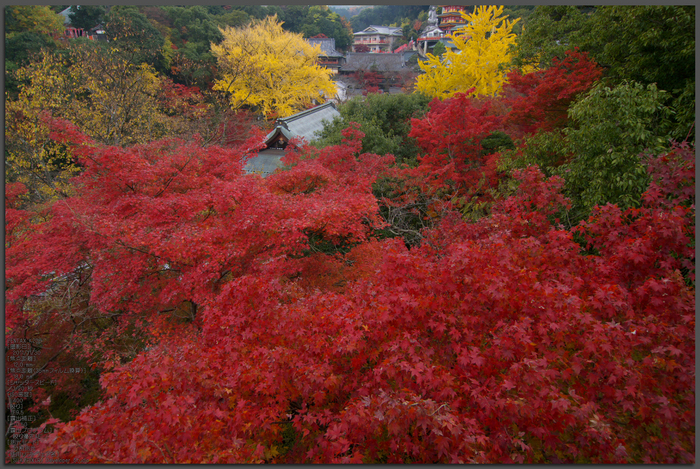 信貴山朝護孫子寺紅葉_2011_top.jpg