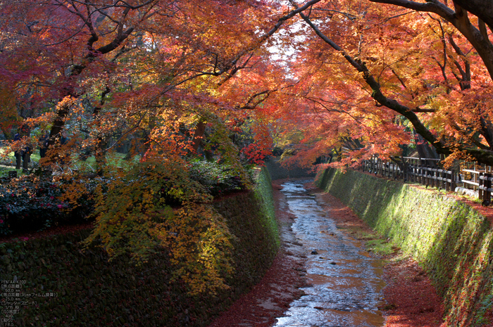 北野天満宮・御土居・紅葉_10.jpg