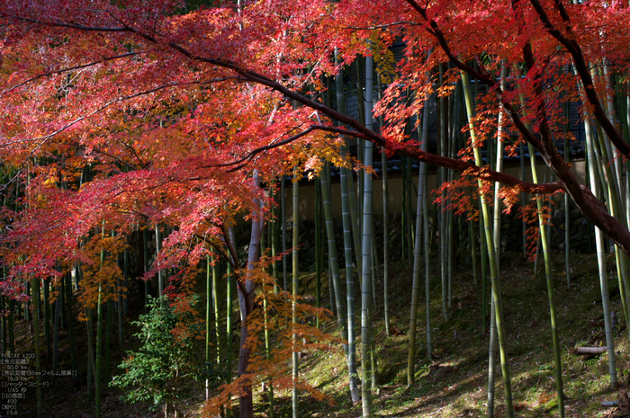 北野天満宮・御土居・紅葉_13.jpg