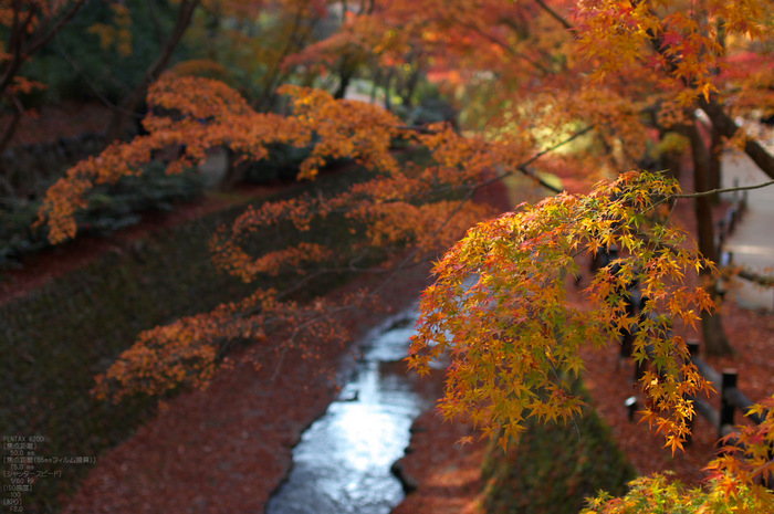 北野天満宮・御土居・紅葉_15.jpg