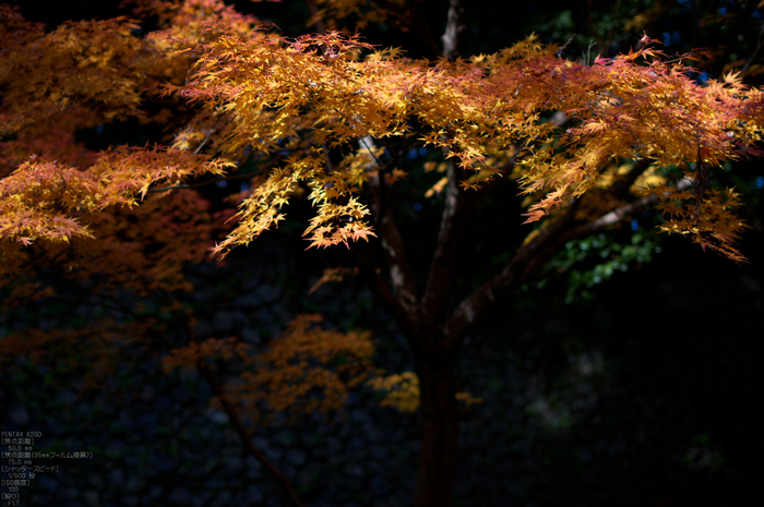 北野天満宮・御土居・紅葉_16.jpg