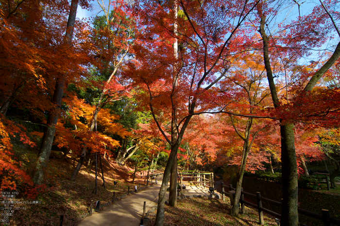 北野天満宮・御土居・紅葉_17.jpg