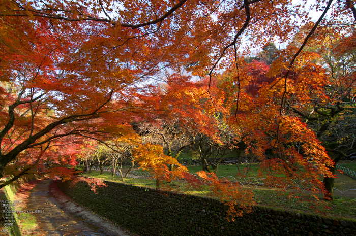 北野天満宮・御土居・紅葉_18.jpg