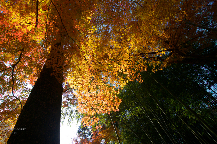 北野天満宮・御土居・紅葉_20.jpg