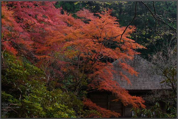 奈良・紅葉_2011_1.jpg