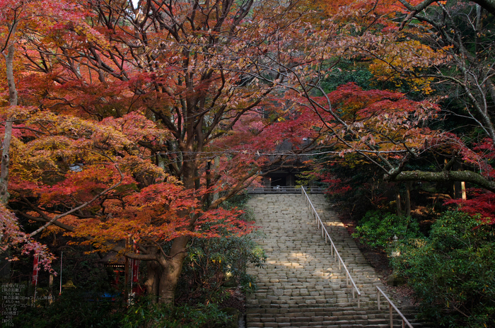 室生寺・紅葉_2011_10.jpg