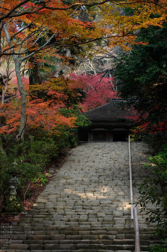 室生寺・紅葉_2011_11.jpg