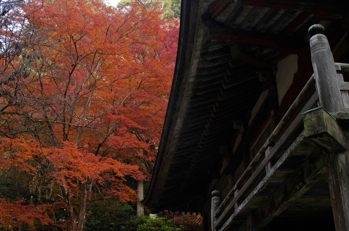 室生寺・紅葉_2011_13.jpg