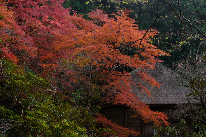 室生寺・紅葉_2011_14.jpg