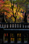 室生寺・紅葉_2011_16.jpg