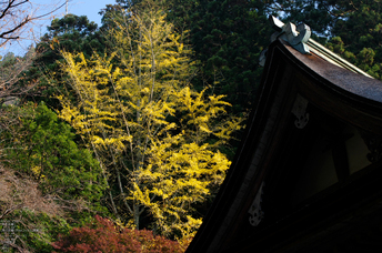 室生寺・紅葉_2011_19.jpg