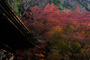 室生寺・紅葉_2011_20.jpg