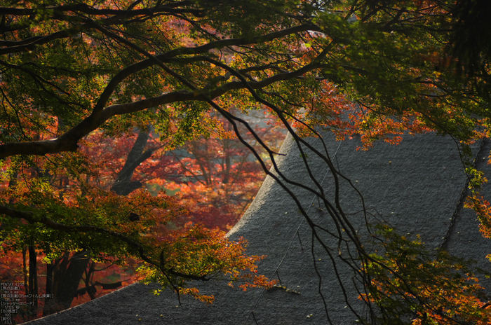 室生寺・紅葉_2011_23.jpg