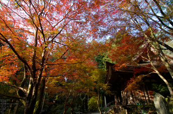 室生寺・紅葉_2011_24.jpg