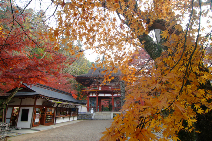 室生寺・紅葉_2011_3.jpg