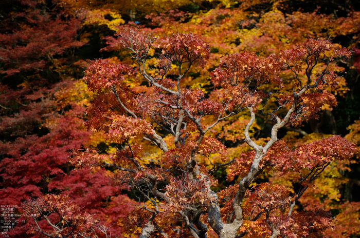 室生寺・紅葉_2011_36.jpg