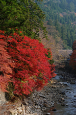 室生寺・紅葉_2011_41.jpg