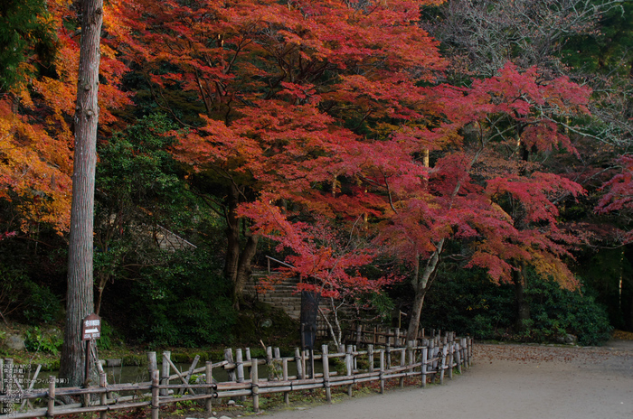 室生寺・紅葉_2011_6.jpg