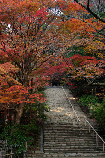 室生寺・紅葉_2011_9ex.jpg