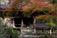 室生寺・紅葉_2011_top2.jpg