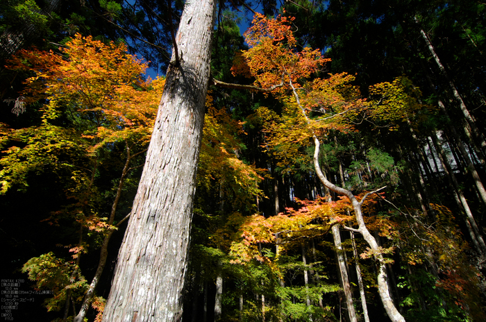 投石の滝・紅葉_2011_2.jpg