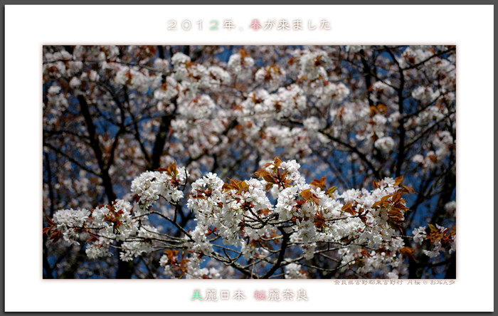 月うさぎ・月桜_2012.jpg