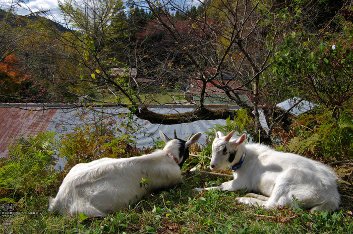 月うさぎ・紅葉_2011_1.jpg